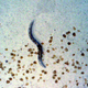 A nematode.
